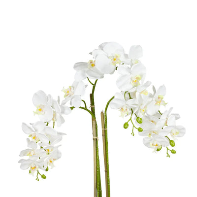 Orchid - Triple White Real Touch 72cm - Plant