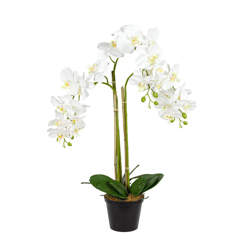 Orchid - Triple White Real Touch 72cm - Plant