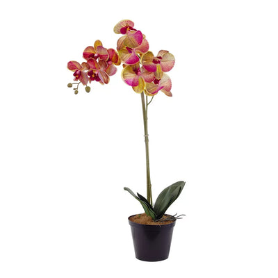 Orchid - Vibrant - Herb Ball