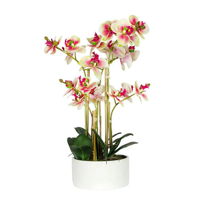 Orchid - Vivid Potted Ceramic 58cm - Plant