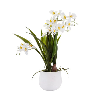 Orchid - White Oncidium 45cm Herb Ball
