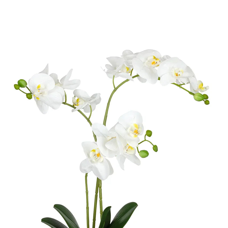 Orchid - White Simplicity 48cm - Plant