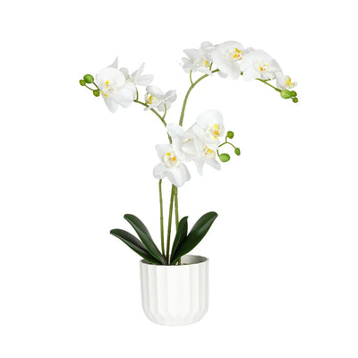 Orchid - White Simplicity 48cm - Plant