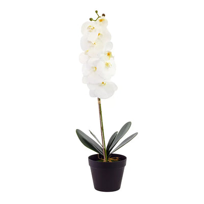 Orchid - White Tall 72cm - Herb Ball