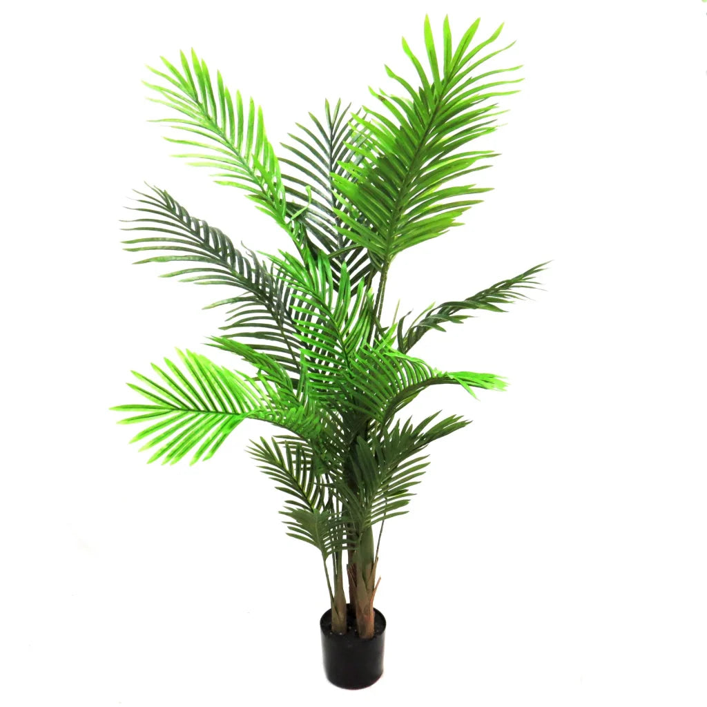 Palm Areca - 140cm - Plant