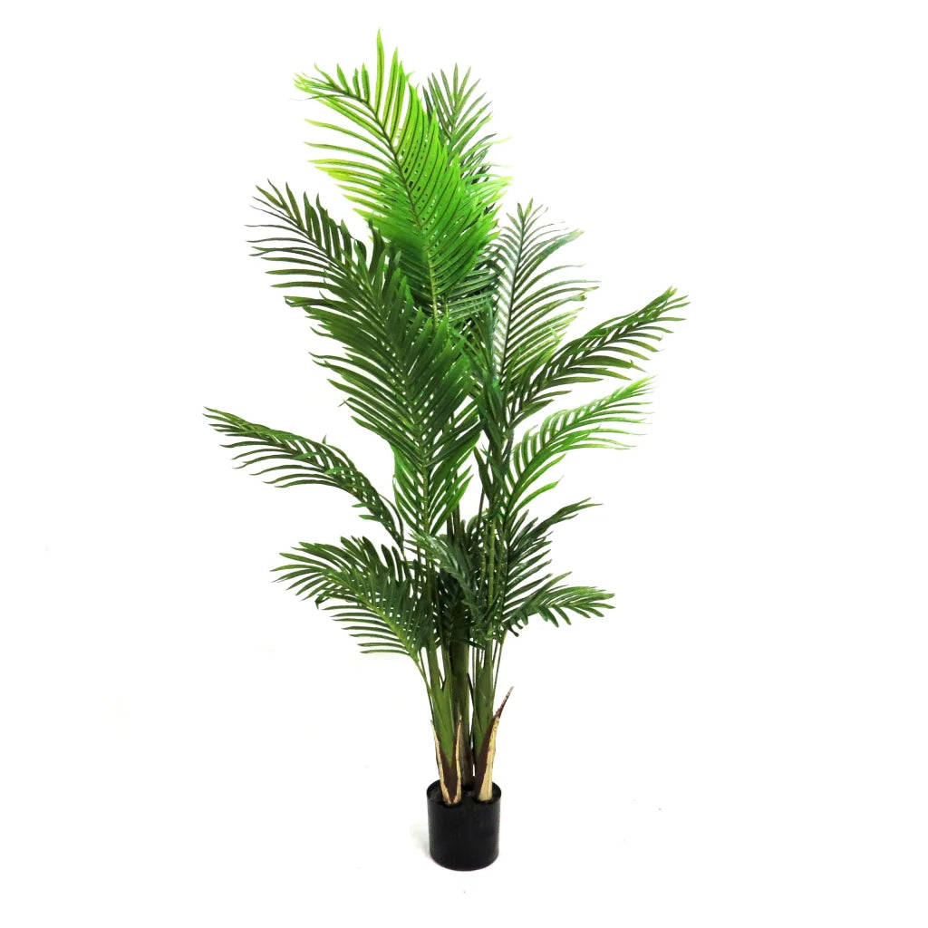 Palm Areca - 160cm - Plant