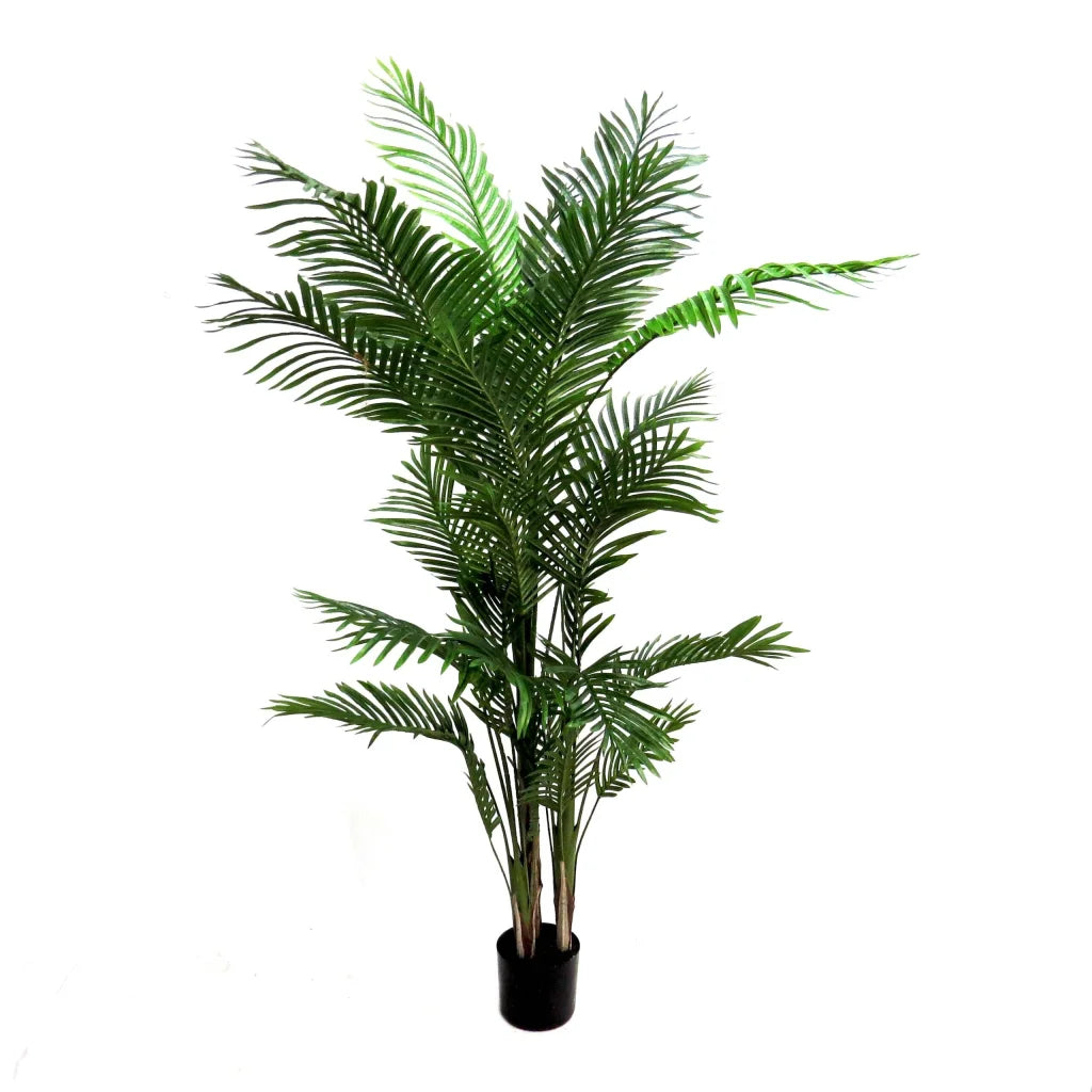 Palm Areca - 180cm - Plant