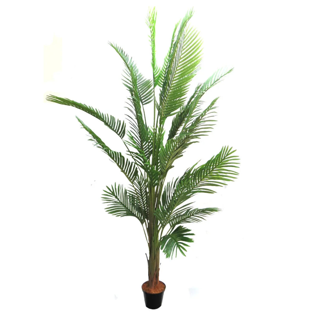 Palm Areca - 210cm - Plant