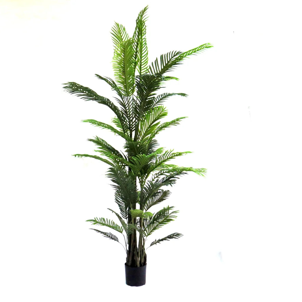 Palm Areca - 240cm XL - Plant