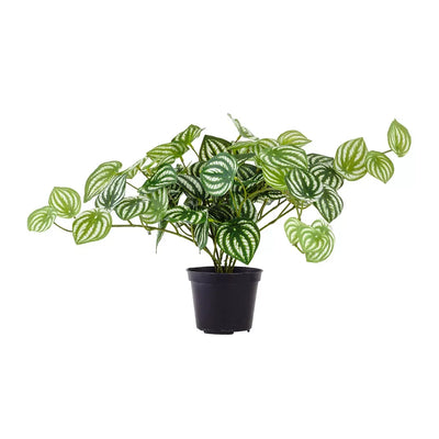 Peperomia Bush 28cm - Plant