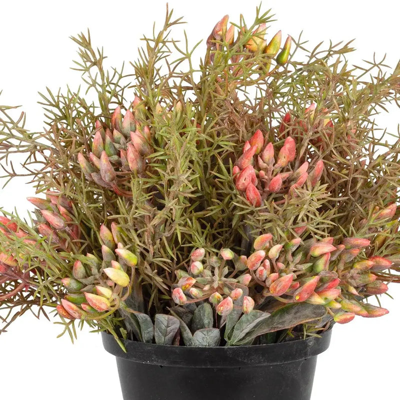 Plant - Autumn Kalahari Bush 35cm - Plant