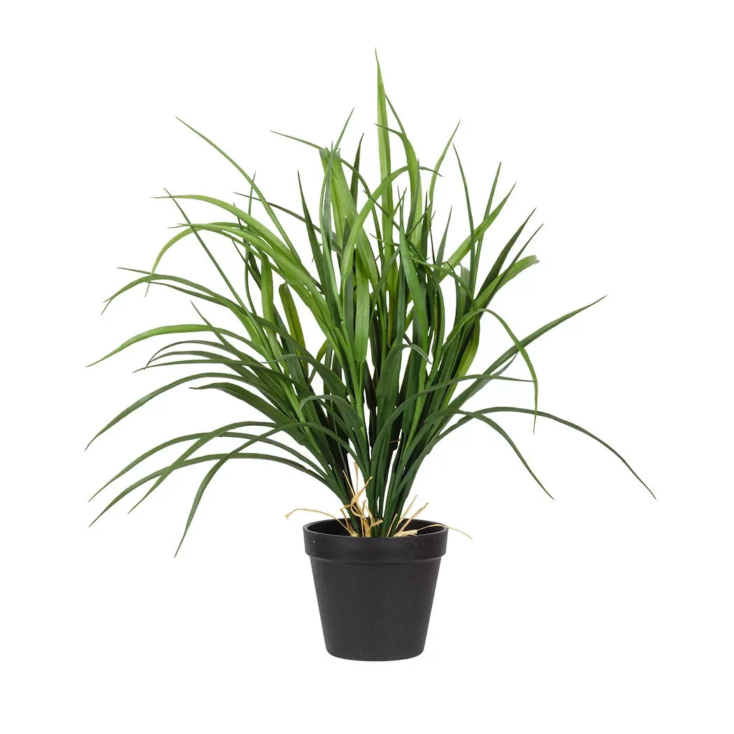 Plant - Broad Blade Grass 44cm - Plant