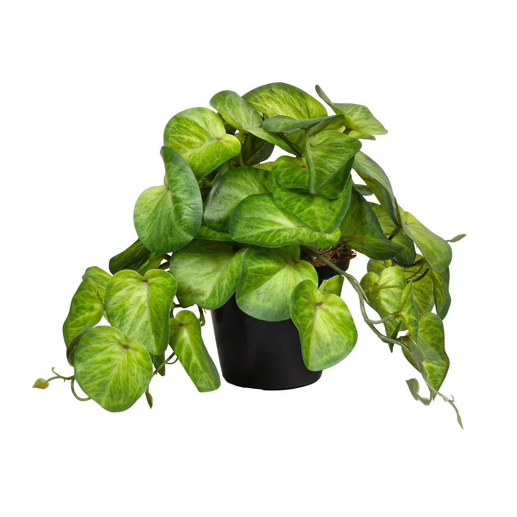 Plant - Meadow Pothos 18cm - Plant