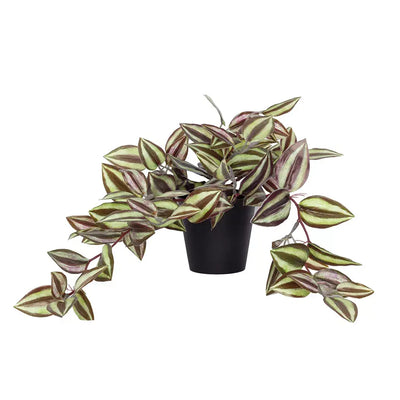 Plant - Purple Zebra Bush - Plant
