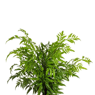 Plant - Razor Leaf Fern 38cm - Plant