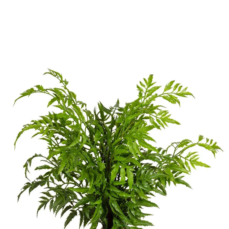 Plant - Razor Leaf Fern 38cm - Plant