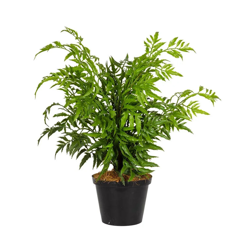 Plant - Razor Leaf Fern 38cm - Plant
