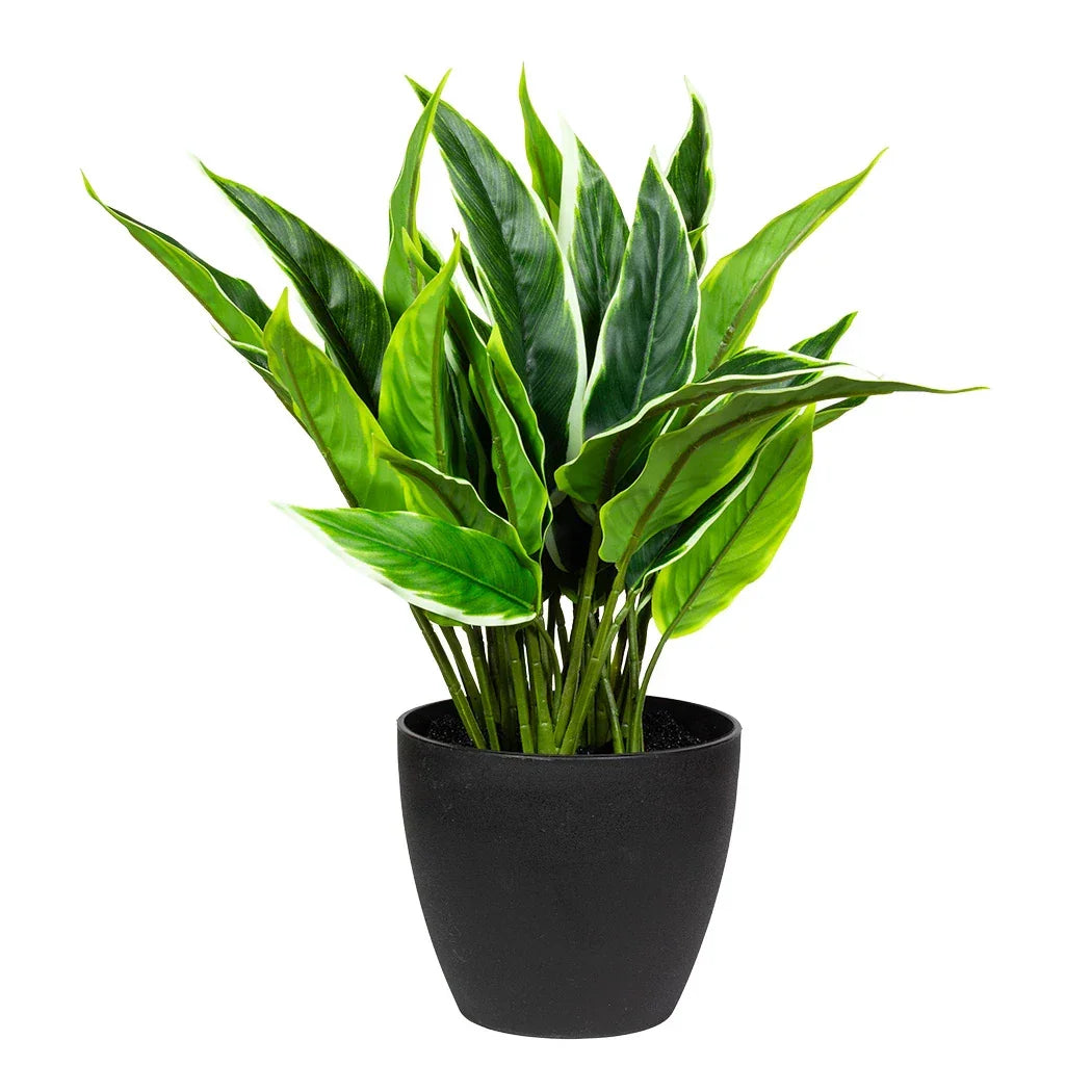 Plant - Rohdea 38cm - Plant