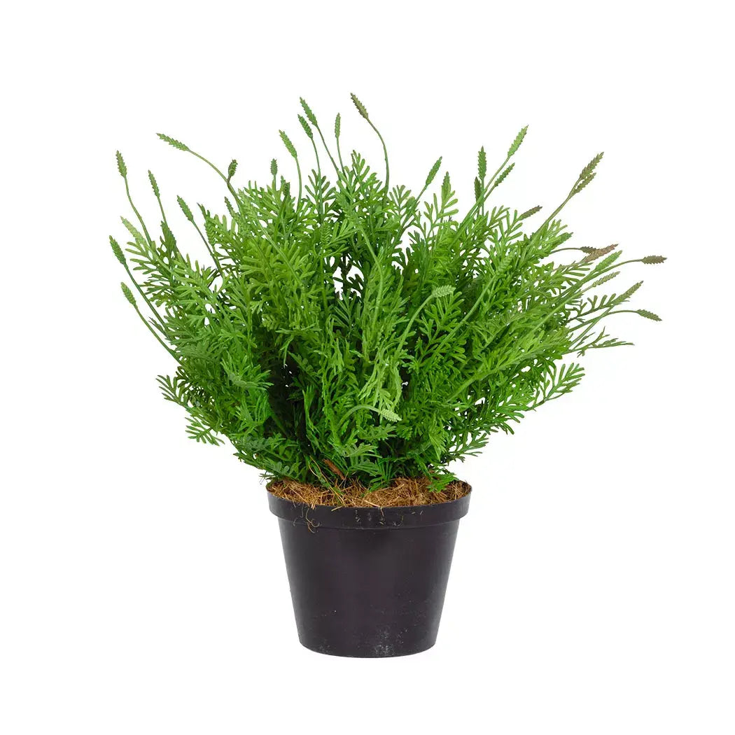 Plant - Sprouting Bush 31cm - Plant