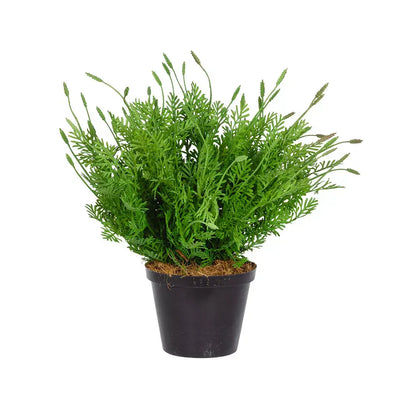Plant - Sprouting Bush 31cm - Plant