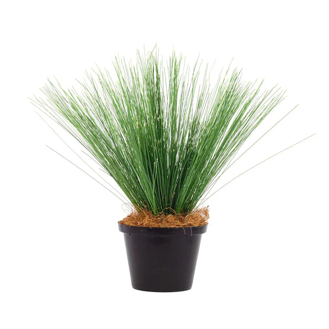 Plant - Thin Reeds - Herb Ball