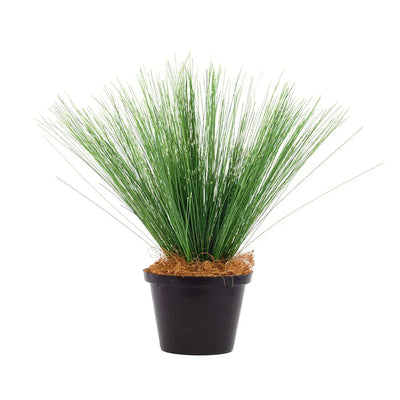 Plant - Thin Reeds - Herb Ball