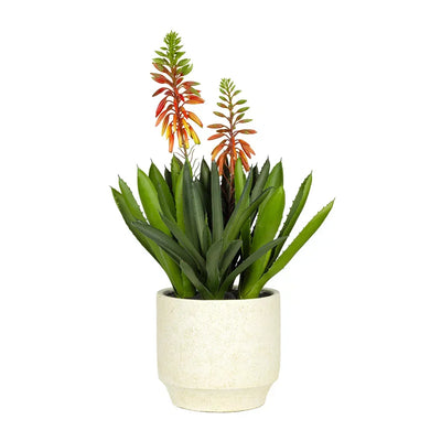 Potted Aloe - Flowering in Ceramic Planter 43cm - Plant