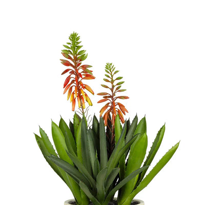Potted Aloe - Flowering in Ceramic Planter 43cm - Plant