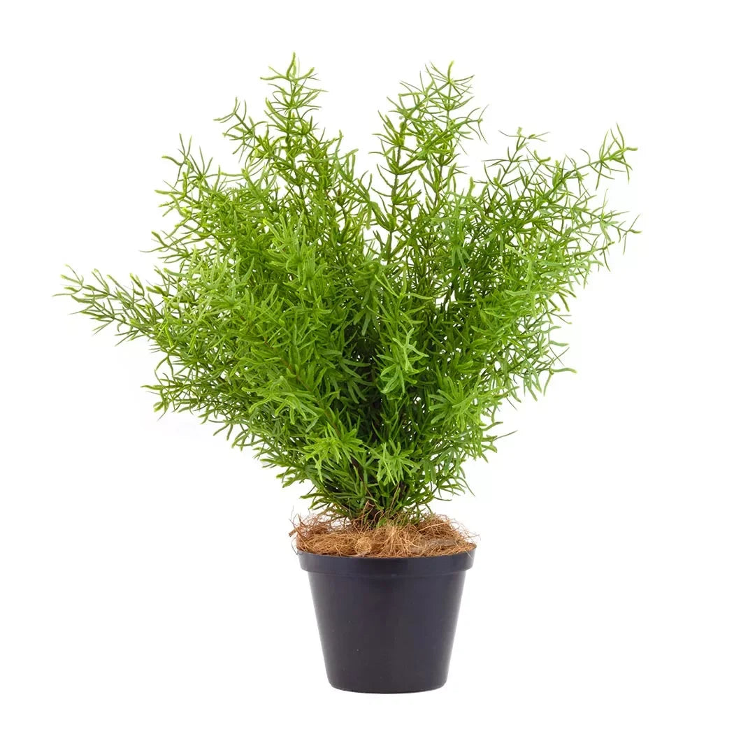 Potted Asparagus Fern 42cm - Herb Ball