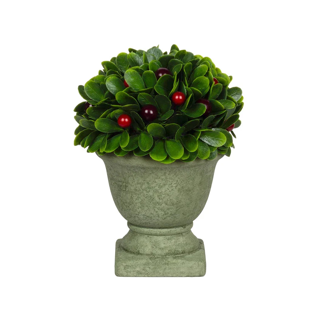Potted Berry Bush 19cm - Plant