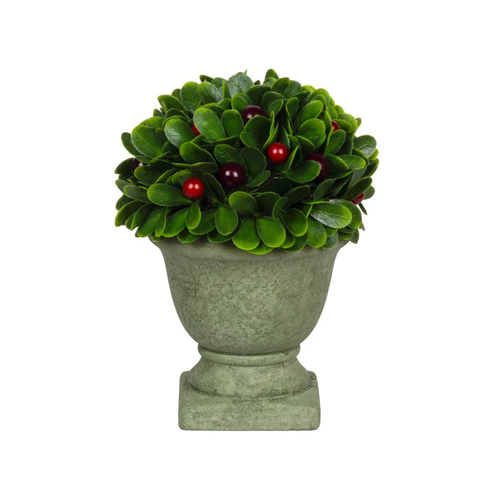 Potted Berry Bush 19cm - Plant