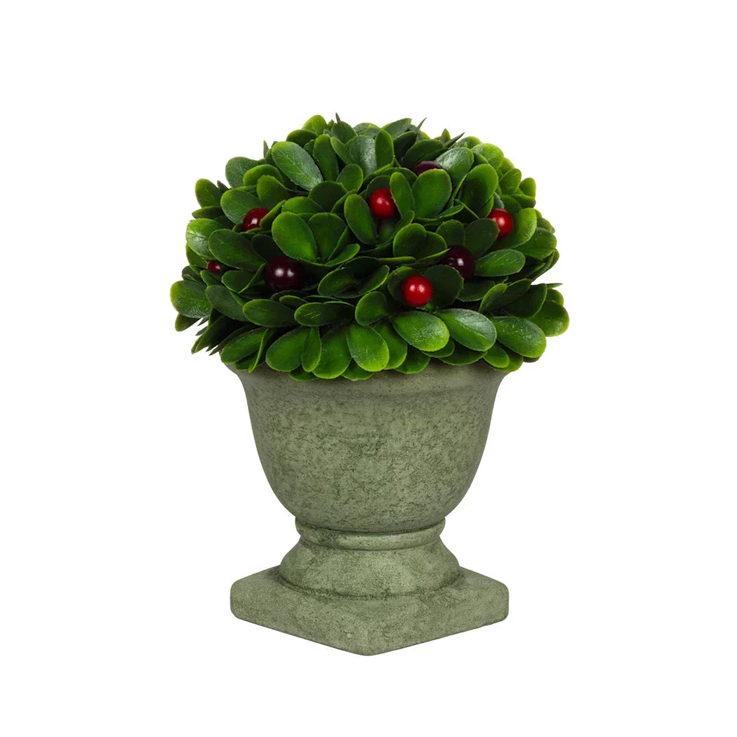 Potted Berry Bush 19cm - Plant