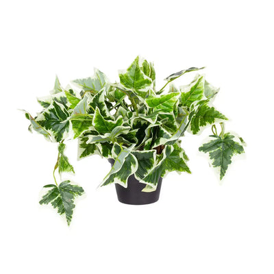 Potted Grape Ivy Bush - Plant