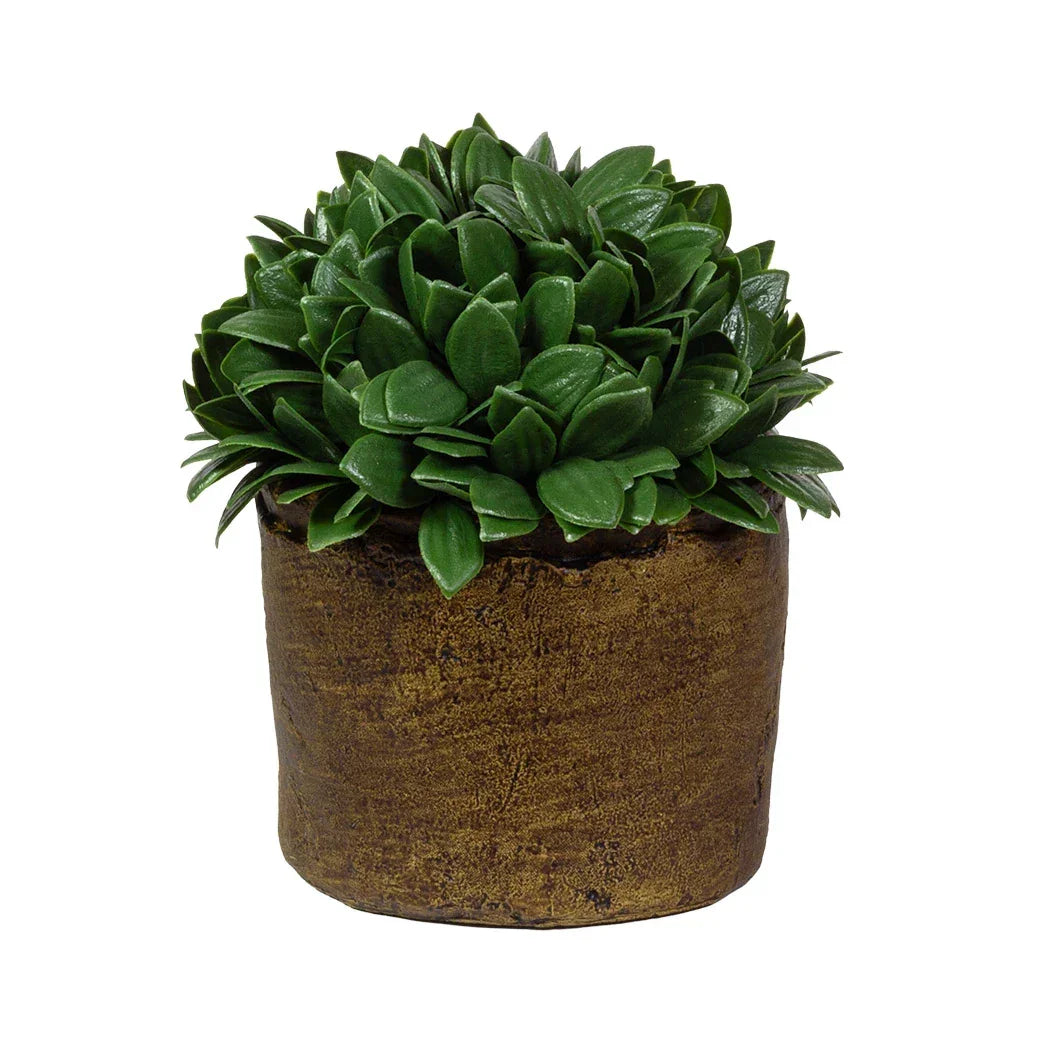 Potted Herb Bush 18cm - Plant