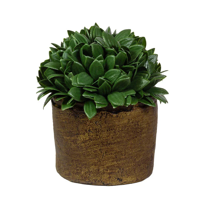 Potted Herb Bush 18cm - Plant