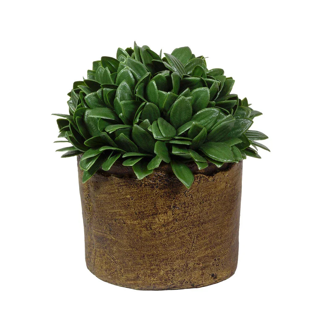 Potted Herb Bush 18cm - Plant