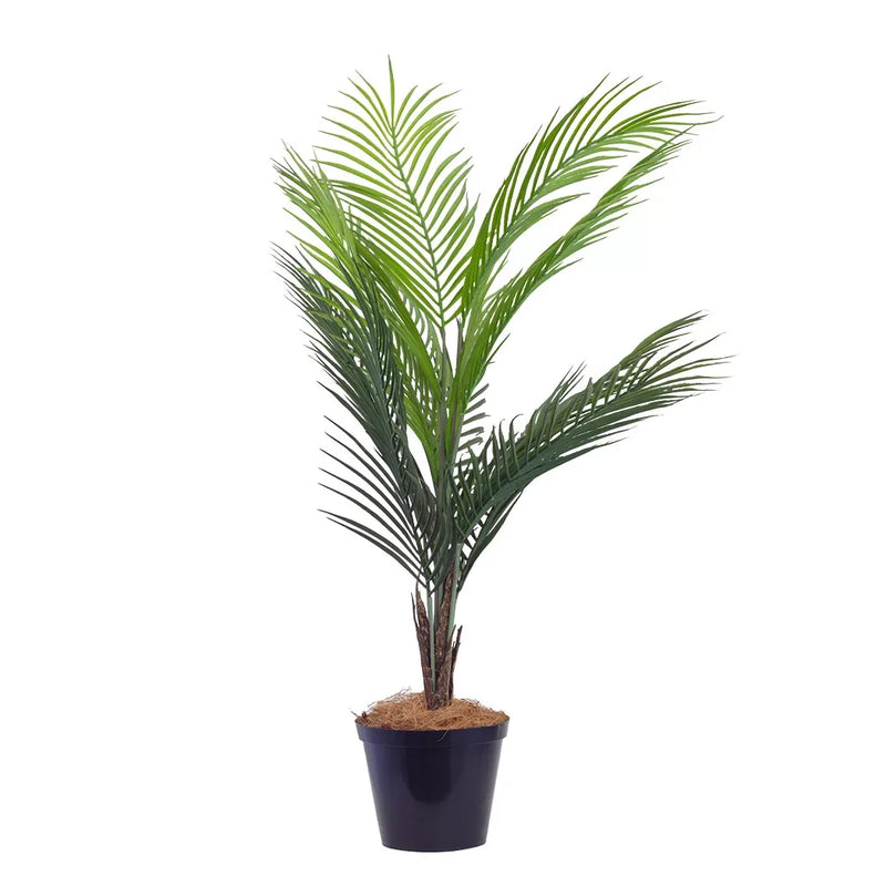 Potted Palm - 85cm - Herb Ball