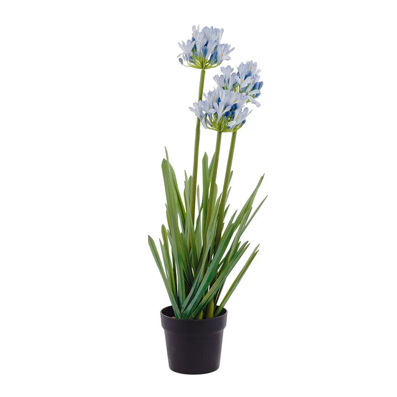 Potted Plant - Agapanthus 75cm - Plant