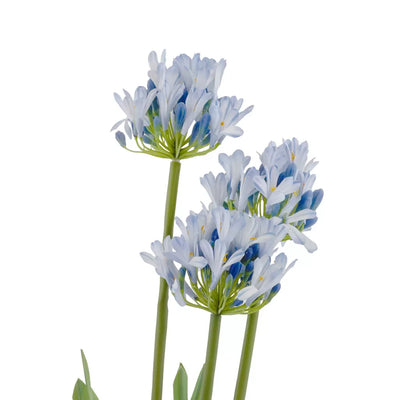 Potted Plant - Agapanthus 75cm - Plant