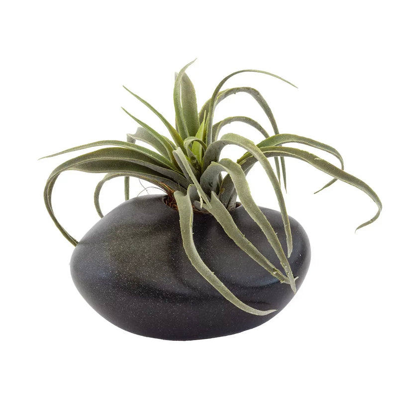 Potted Plant - Airplant in Ceramic Planter - Plant