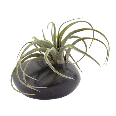 Potted Plant - Airplant in Ceramic Planter - Plant