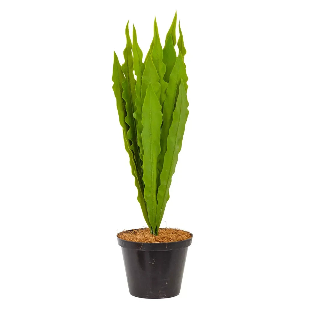 Potted Plant - Asplenium 44cm - Herb Ball