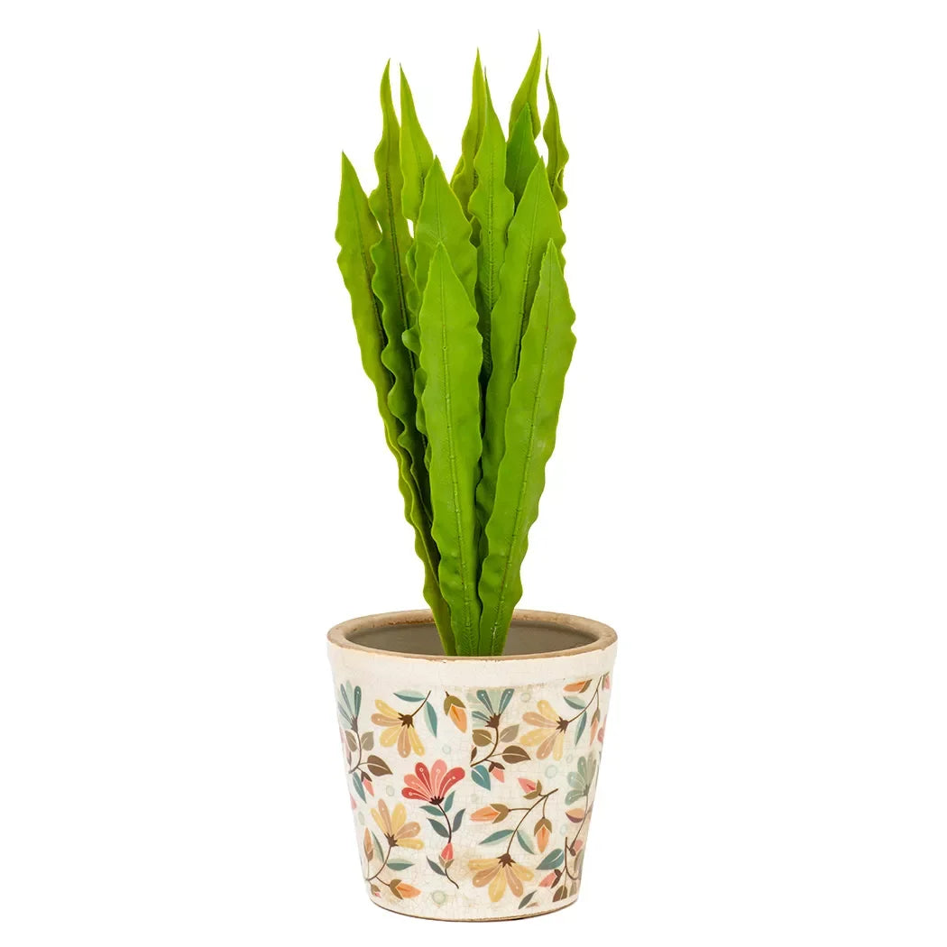 Potted Plant - Asplenium 44cm - Herb Ball