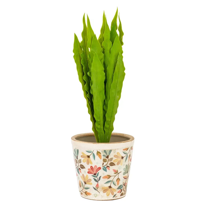 Potted Plant - Asplenium 44cm - Herb Ball