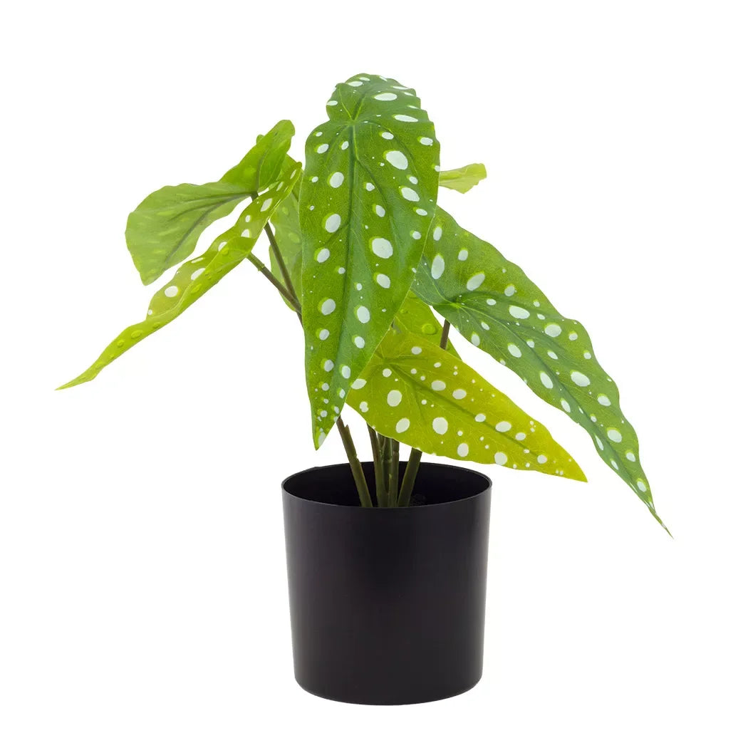 Potted Plant - Begonia - Herb Ball