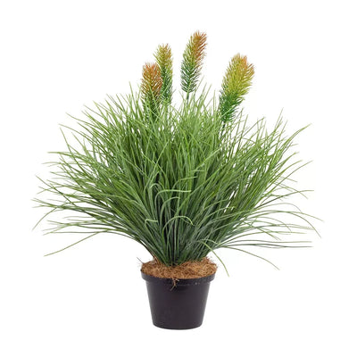 Potted Plant - Bottlebrush Bush 50cm - Herb Ball