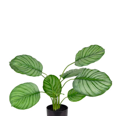 Potted Plant - Calatheas 40cm - Plant