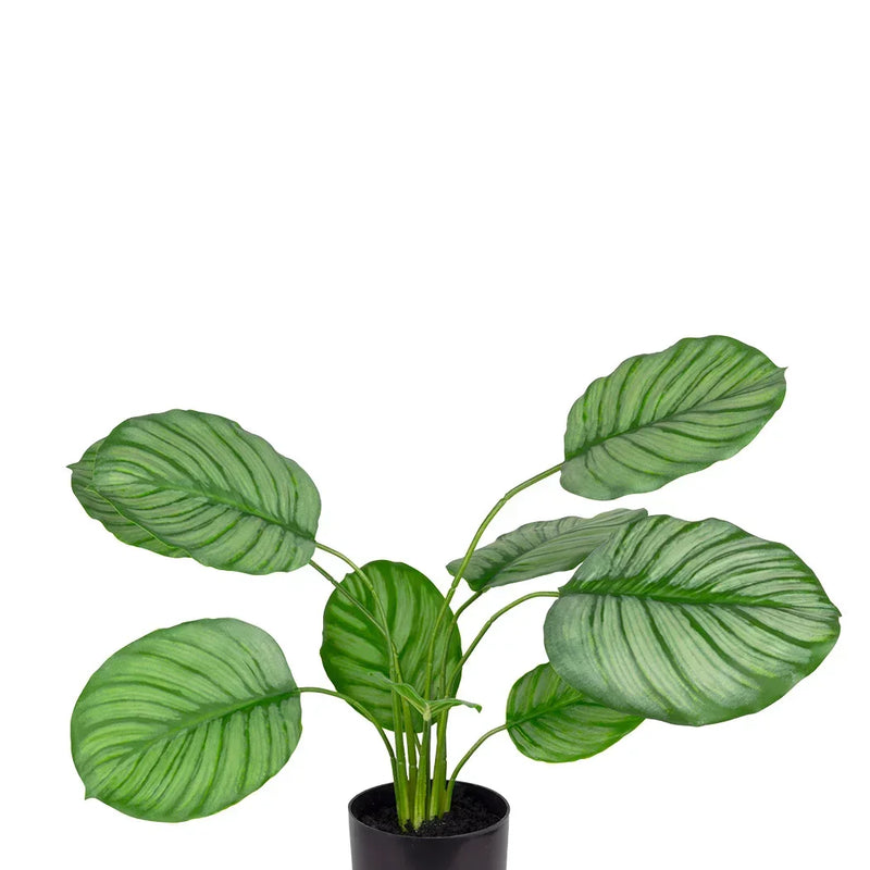 Potted Plant - Calatheas 40cm - Plant