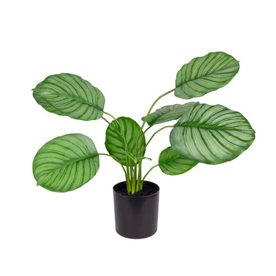 Potted Plant - Calatheas 40cm - Plant
