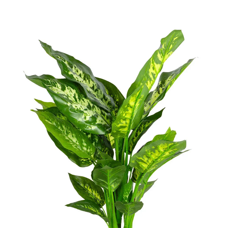 Potted Plant - Dieffenbaachia 49cm - Plant